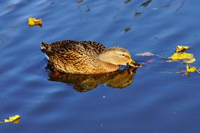 brown Female Duck feeding on blue water