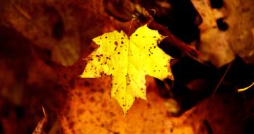 Leaf Nature Autumn Leaves In The