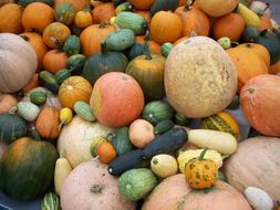 pumpkin harvest on the farm