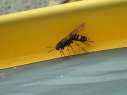 Wasp on a yellow surface close up