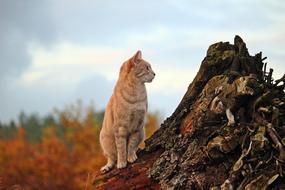 tiger cat on a tree stump in an autumn landscape