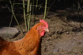brown Hen outdoor at night