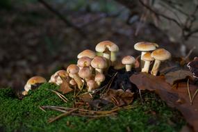 Mushrooms Autumn Forest