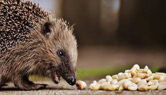 portrait of the hedgehog eating nuts