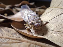insect on the autumn leaf close-up on blurred background