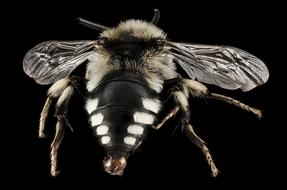 close up of a bee on the black background