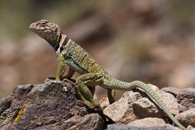 Collared Lizard Reptile Wildlife