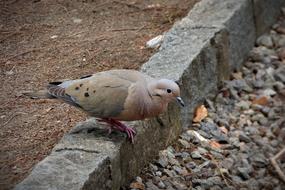 gray dove on the sidewalk close up