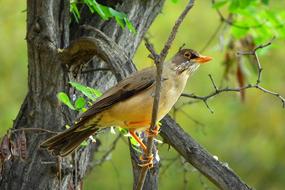 Ave Bird Animal on tree