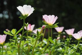 Natural Flowers SunShine