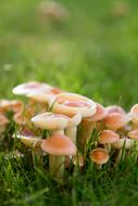 Mushrooms Meadow Autumn