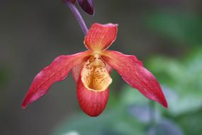 Orchid Flower Detail Wisley