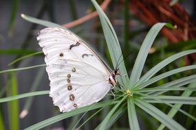 stunningly beautiful Insect Butterfly