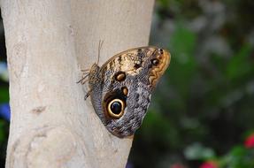 Close-up of the beautiful, colorful, patterned butterfly on the wood, among the colorful plants