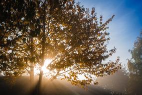 Tree Autumn Deciduous