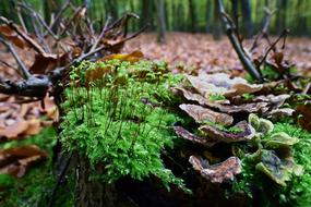 Moss Fruit Tree Fungus