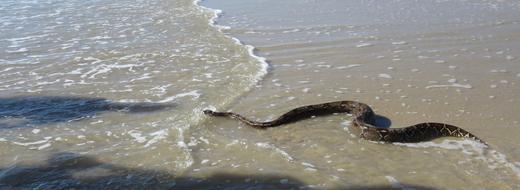 Snake Sea Nature