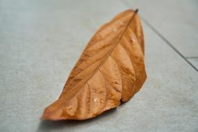 Leaves Autumn Macro