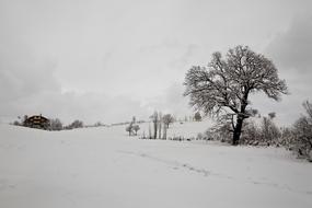 Snow Winter Tree