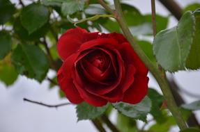 Red Rose Flower macro blur