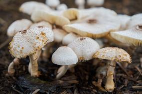 Mushroom Plants in Nature