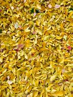 autumn yellow willow leaves on the ground