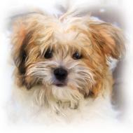 digital art of head of fluffy doggy
