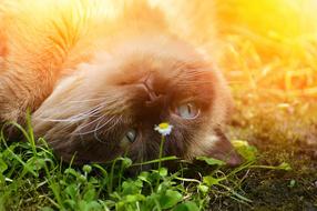 face of Cat laying on grass upside down