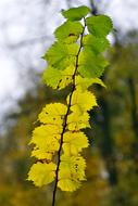 Foliage Yellow Branch