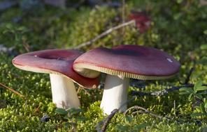 red russula in the autumn forest