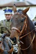 a brown cute horse on a leash