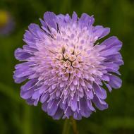 Flower Purple Macro