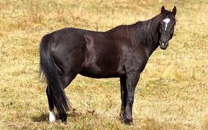 gorgeous Stallion Horse Brown