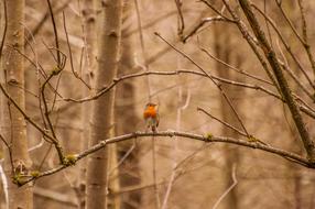 wild songbird in forest