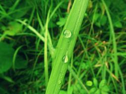 Green Nature Water Bubble