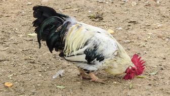 black and white motley cock on the farm