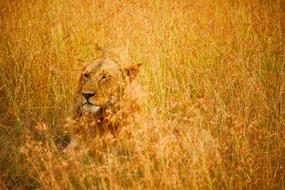gorgeous Lion Male Wildlife