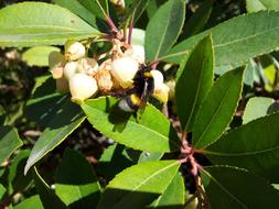 Bee Flower