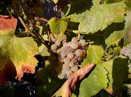 ripe bunch of grapes