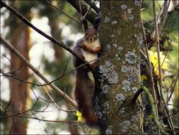 grey Squirrel with white belly on tree in forest