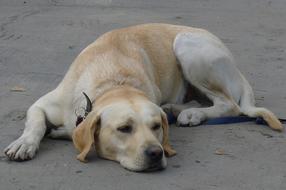 home labrador sleeping on the street