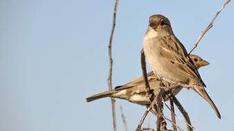 enchanting Sparrow Standing Tree