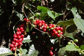 red ripe berries in garden