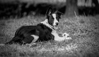 enchanting Dogs Border Animal