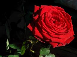 Rose Flower Sun
