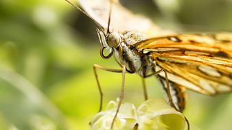 stunningly beautiful Butterfly Macro Insect