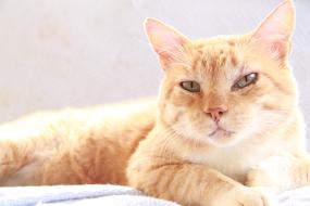 gorgeous Kitten Red