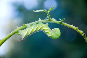 Caterpillar on Tomato leaf
