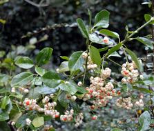 Snow Berry Knallerbse Bush