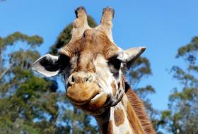 photo of the head of a young giraffe